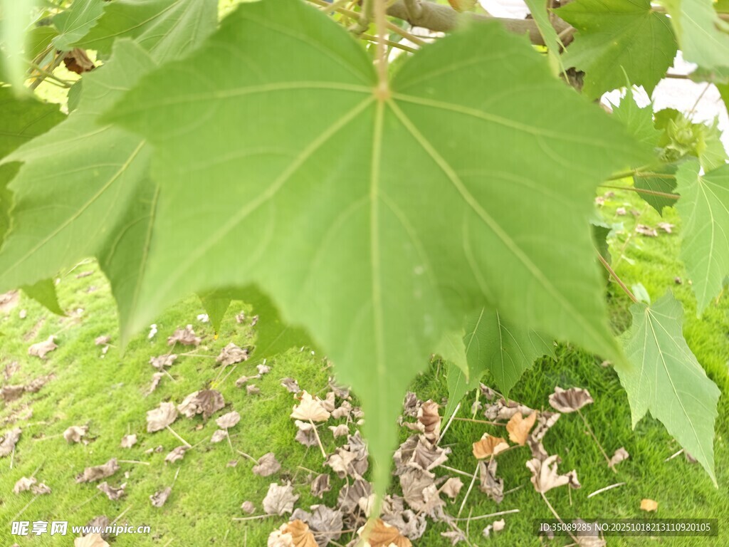 翠绿枫叶特写