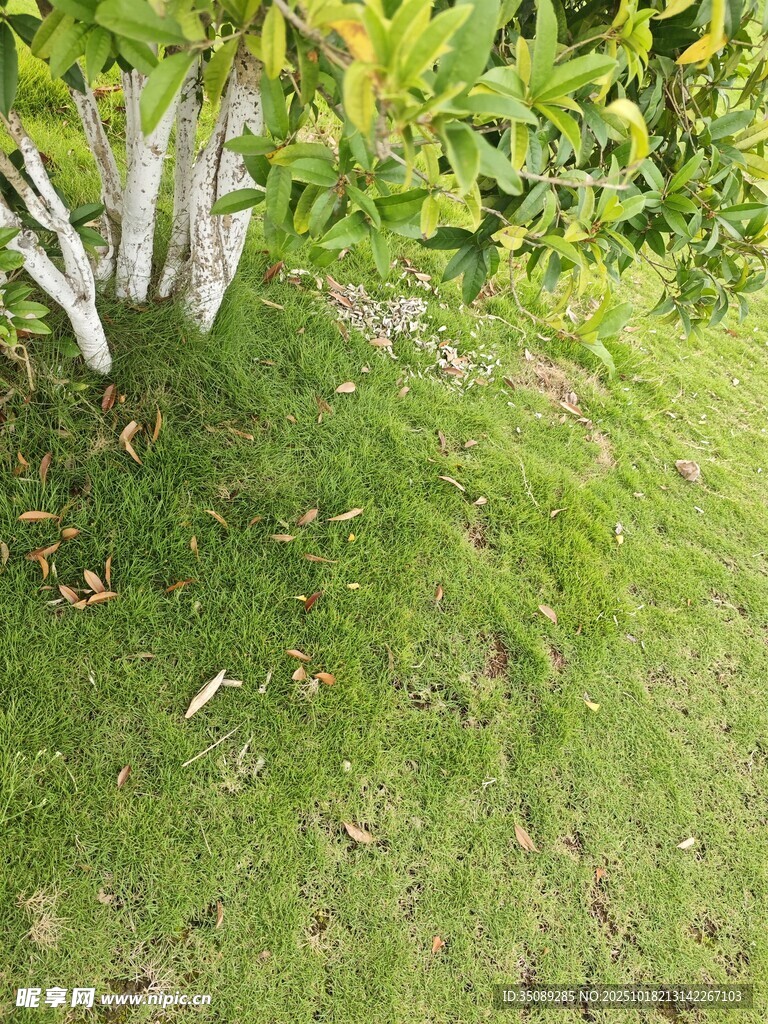 绿意盎然的草地与周边植物
