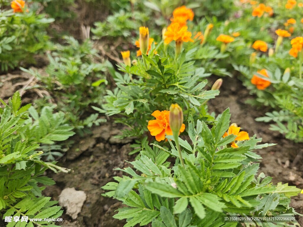 橙色小花绽放于绿叶间