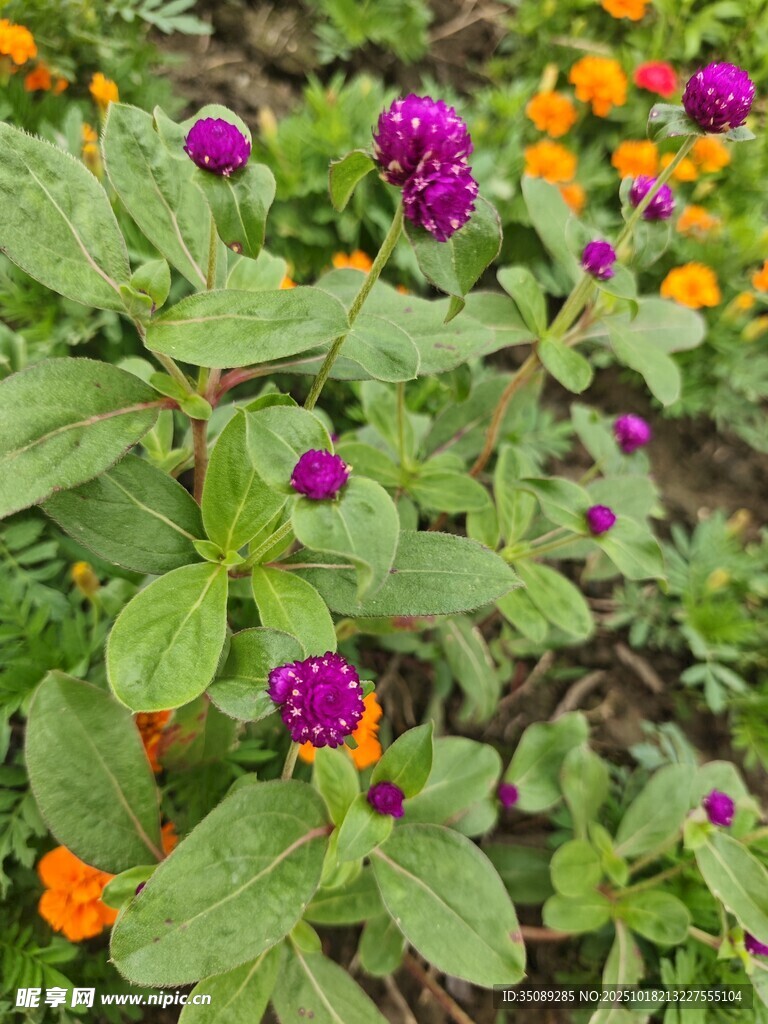 多彩花卉绽放生机