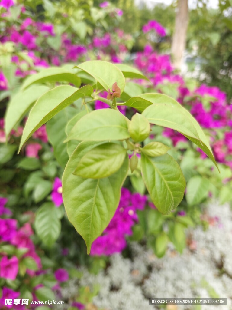 绿叶繁花自然清新景致