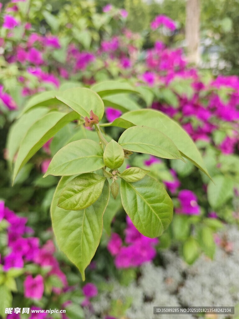 绿叶粉花植物特写