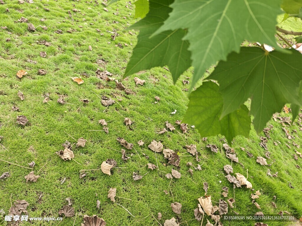 绿叶覆草地的自然景致