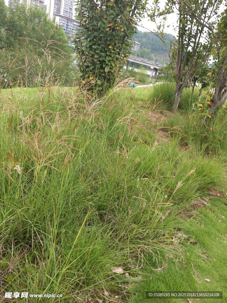 野外草地绿植景观