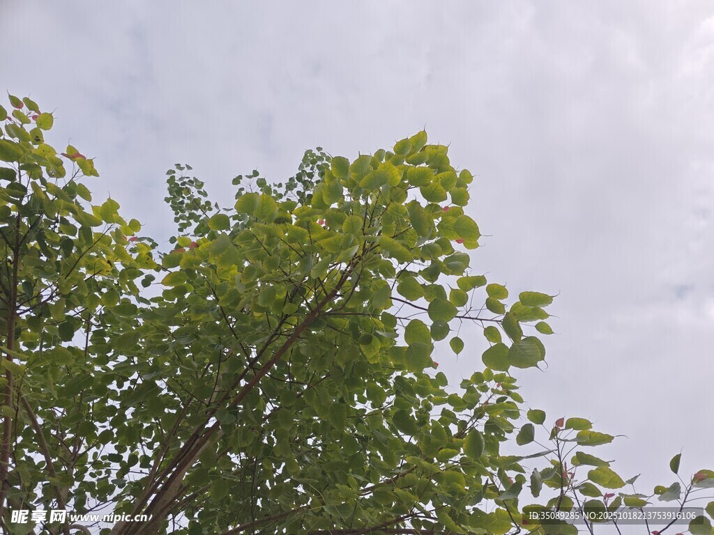 绿叶繁茂的树梢
