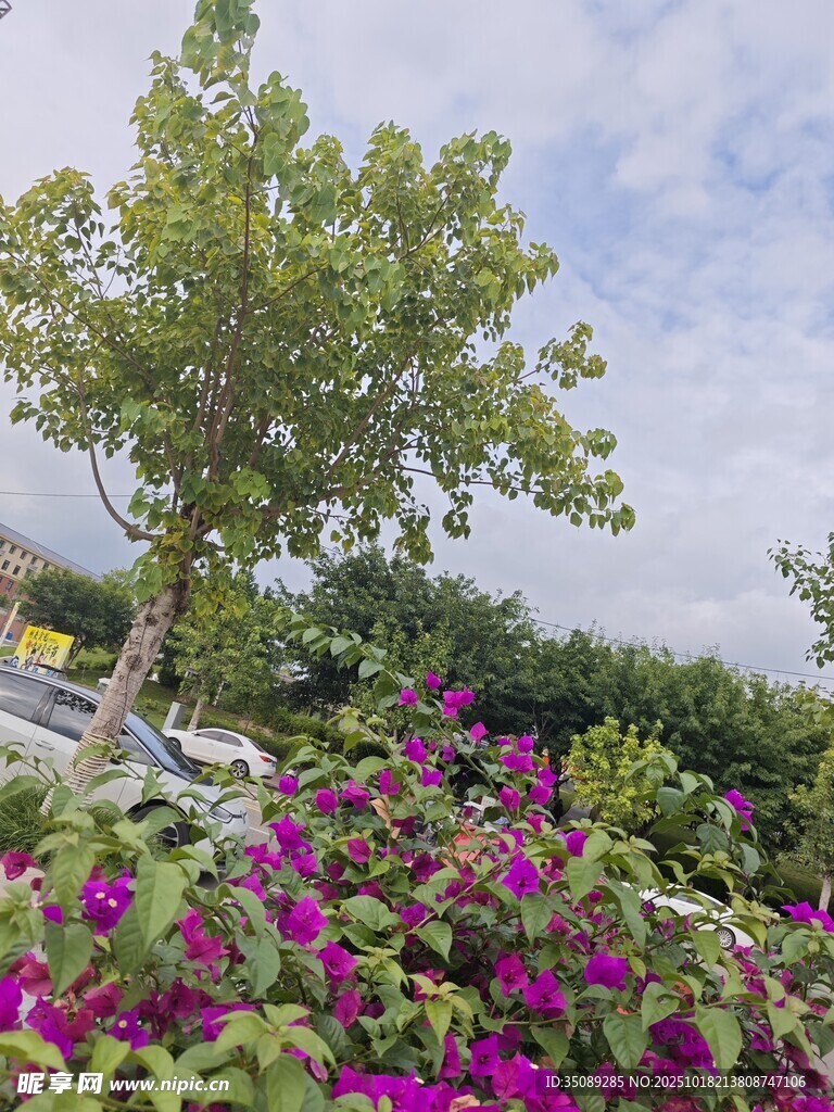 繁花绿树的美丽景致