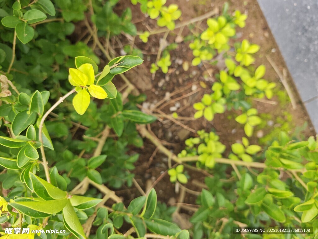 黄色小花与绿叶植物
