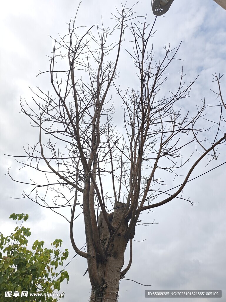 枯树立于灰白天空下