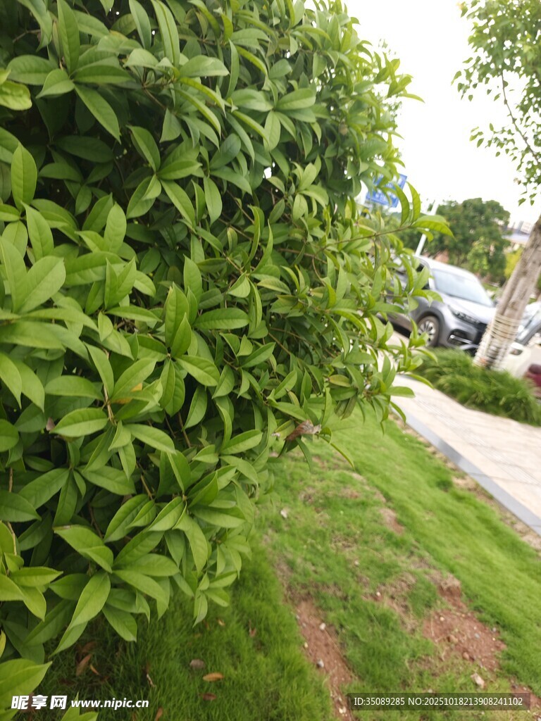 路边繁茂的绿色灌木丛