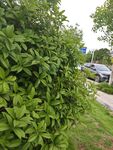 路边繁茂绿植景象