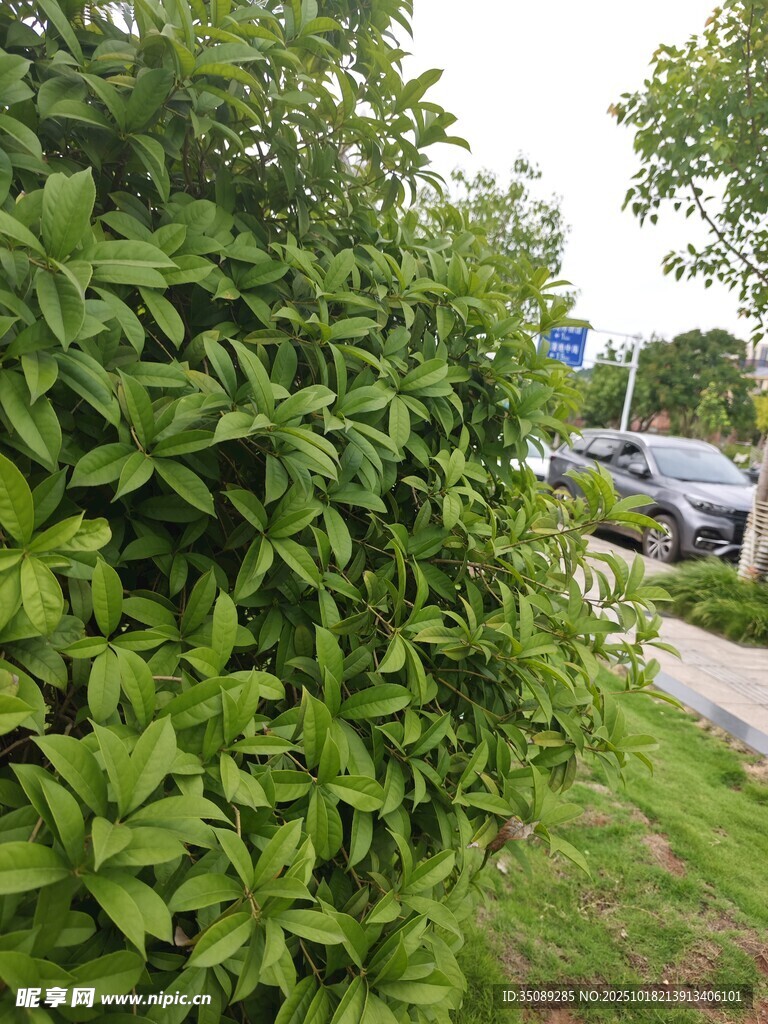 路边繁茂绿植景象