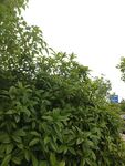 繁茂绿叶植物景观