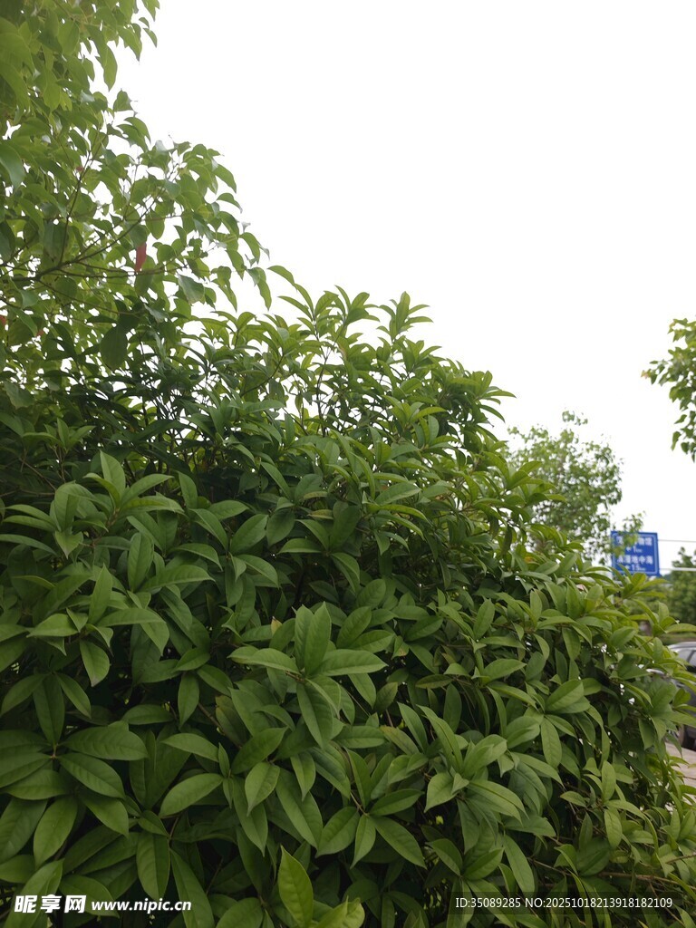 繁茂绿叶植物景观