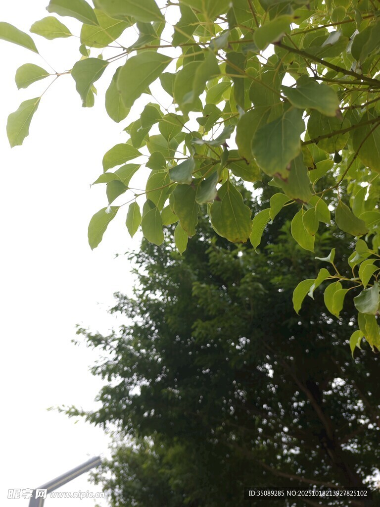 绿叶繁茂的树木