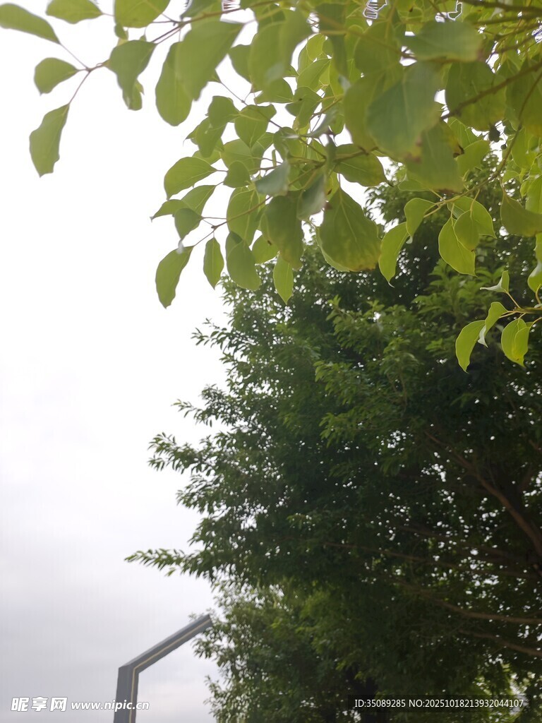 绿叶繁茂的树木景观