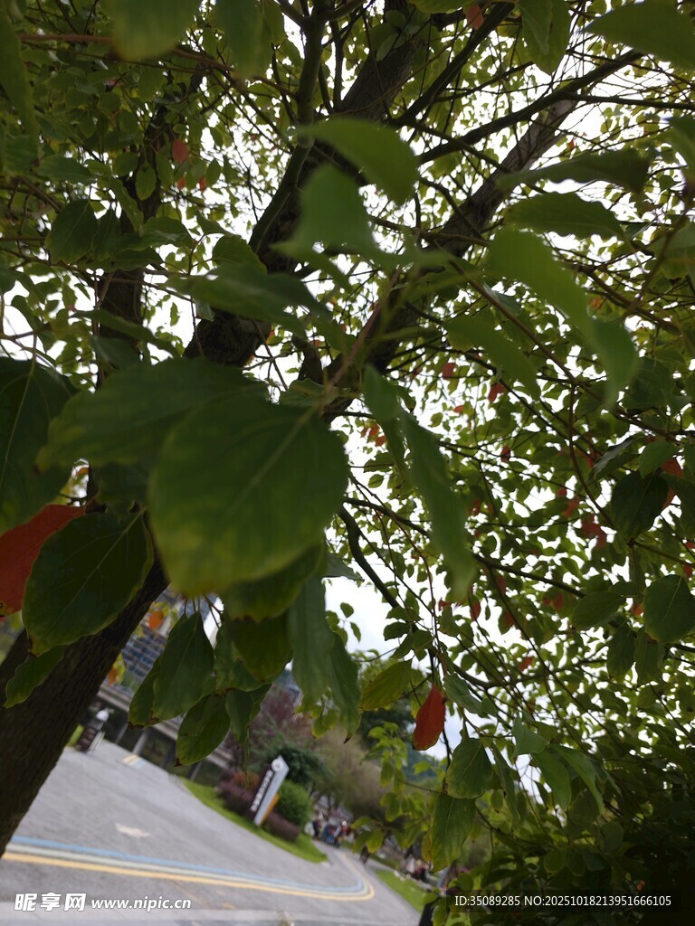 绿荫下的宁静街道