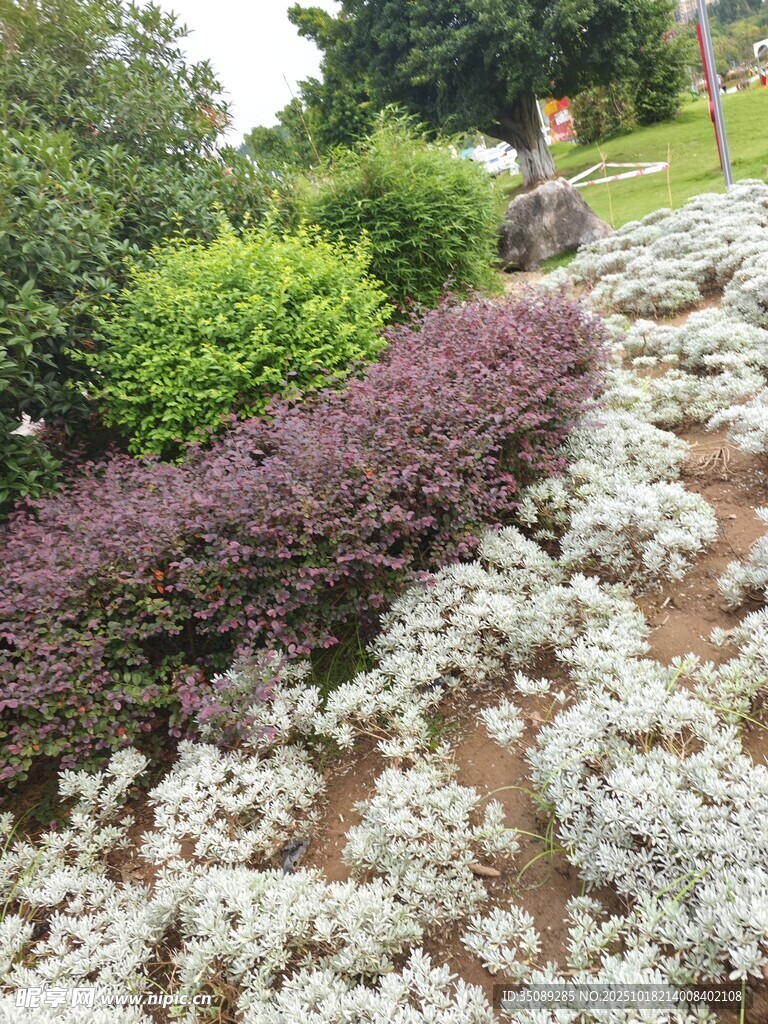 多彩植物景观
