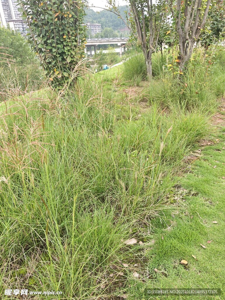 户外草地绿植自然景致