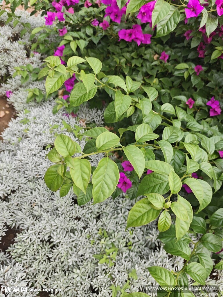 多彩花卉绿植景观