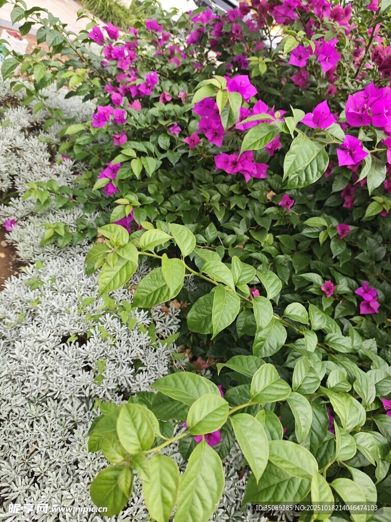 紫花绿叶植物景观