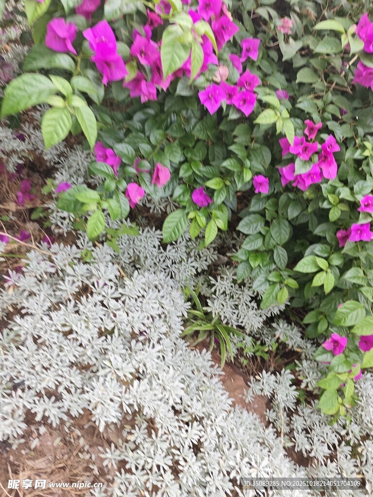 艳丽三角梅与银叶植物搭配