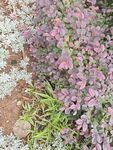 粉色小花与绿色植物相伴