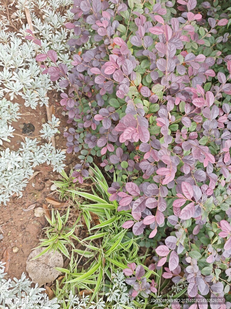 粉色小花与绿色植物相伴