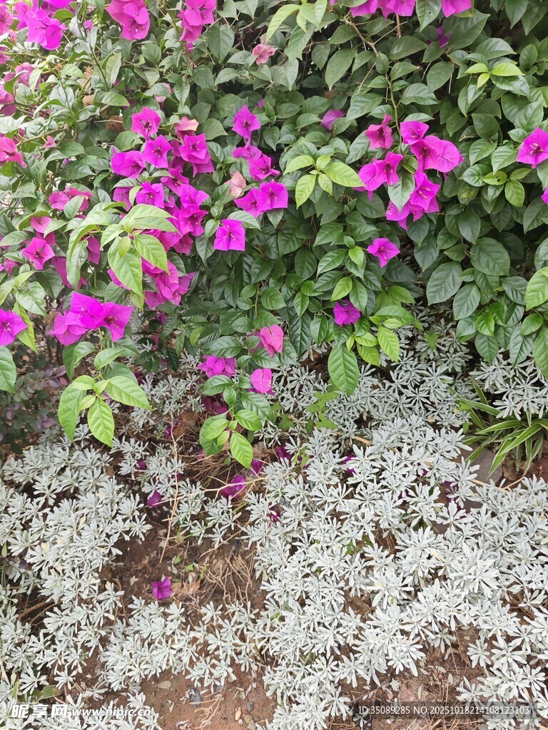 艳丽三角梅与白色地被植物