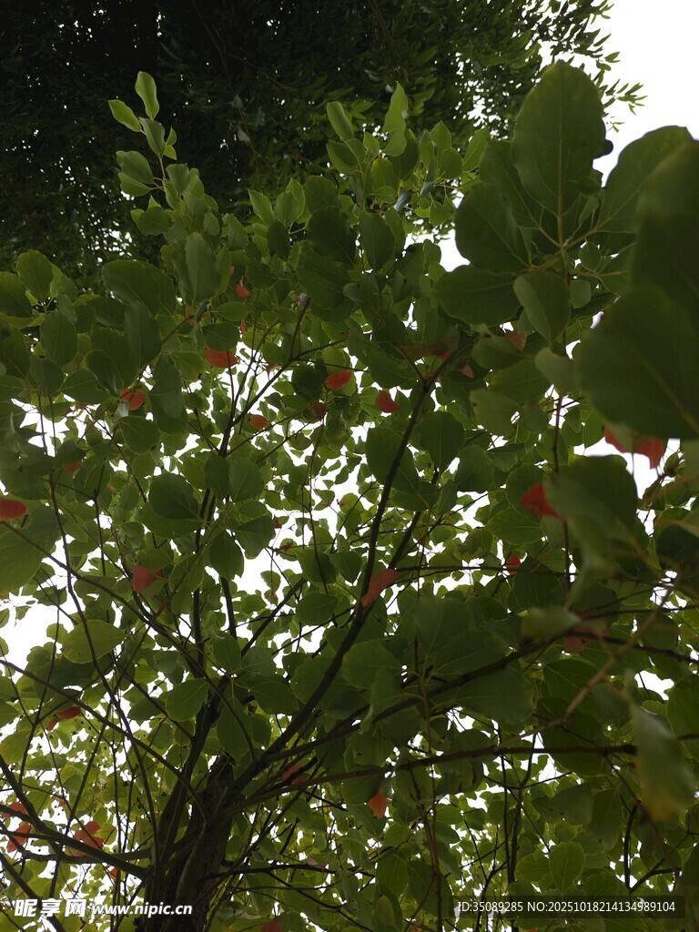 绿叶间的红果