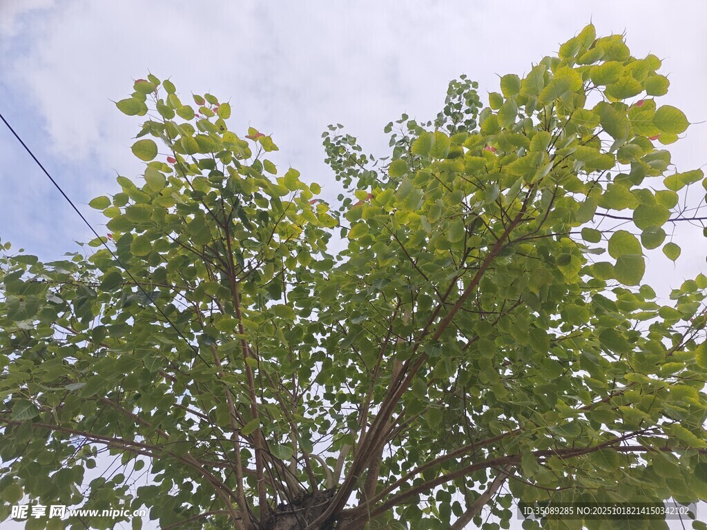 绿叶繁茂的高大树木