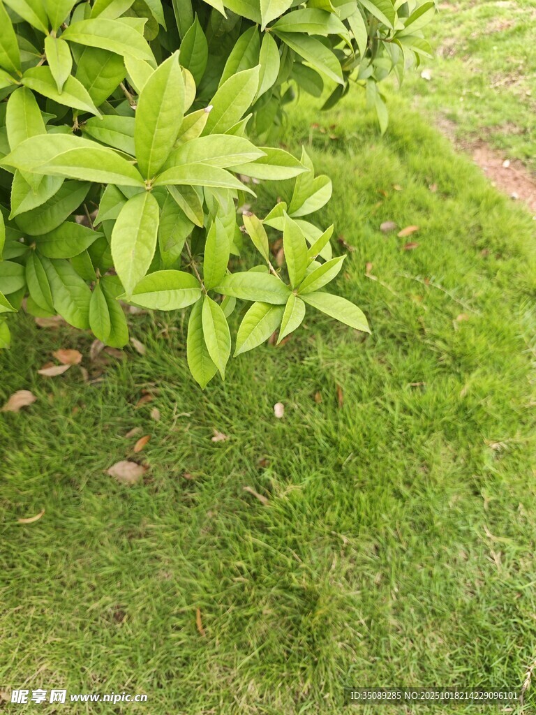 绿叶青草生机盎然