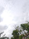 阴天树梢景象