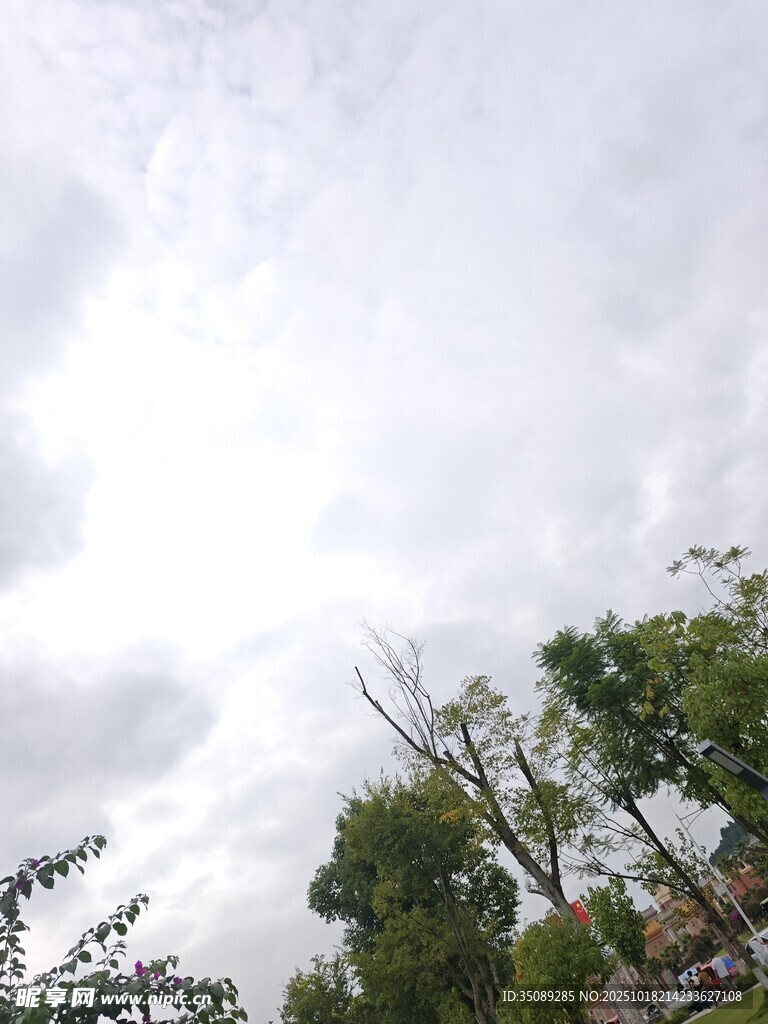 阴天树梢景象