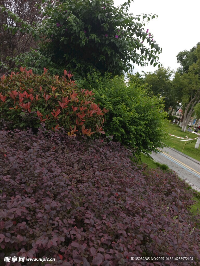 花园绿植景观