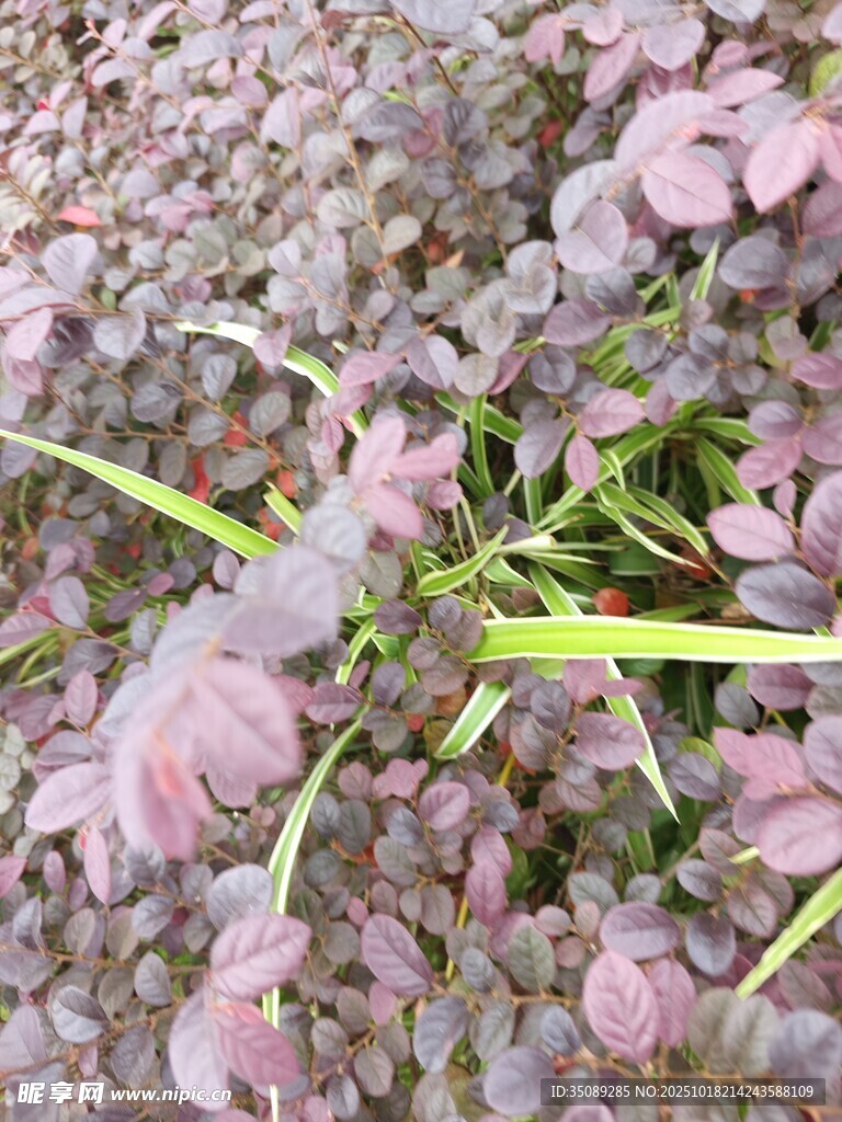 粉色花朵特写