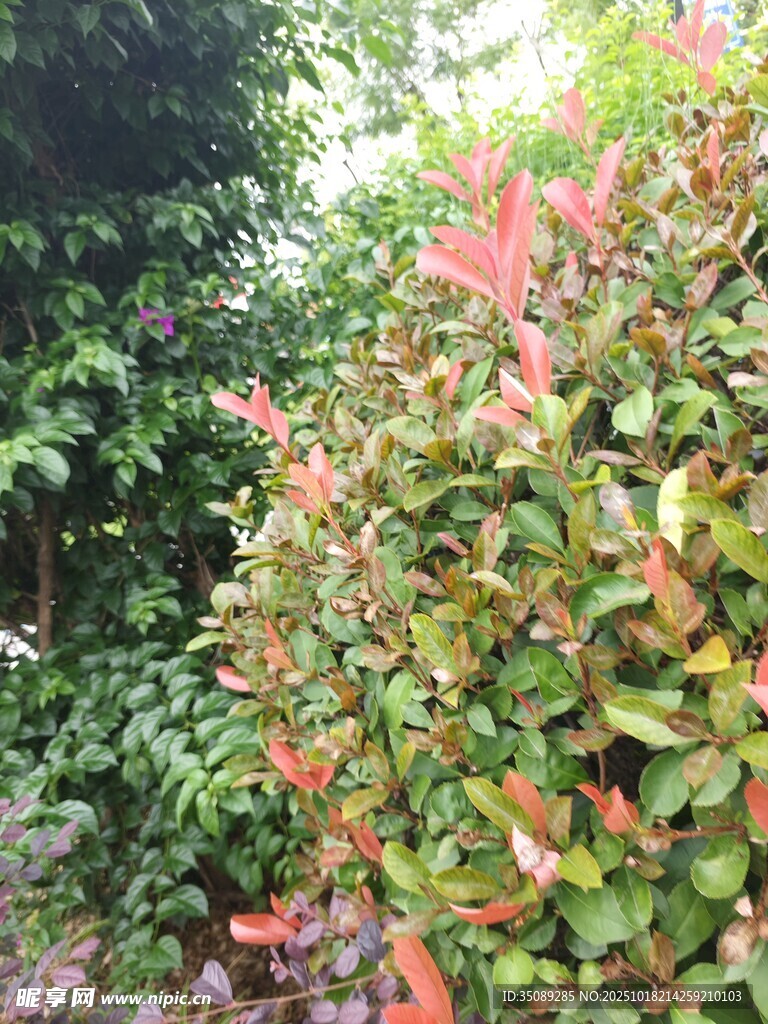 多彩灌木装点绿意景观