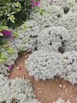 银叶植物与紫色花卉景观