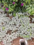 地面绿植与紫色花卉景观