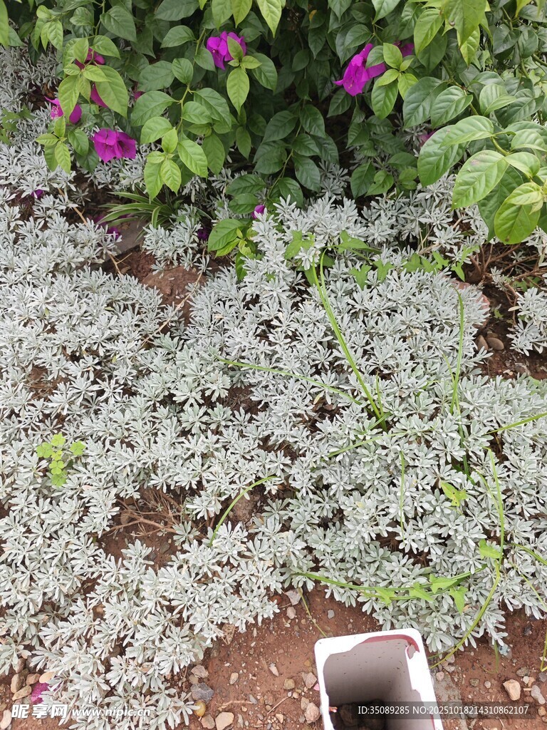 地面绿植与紫色花卉景观