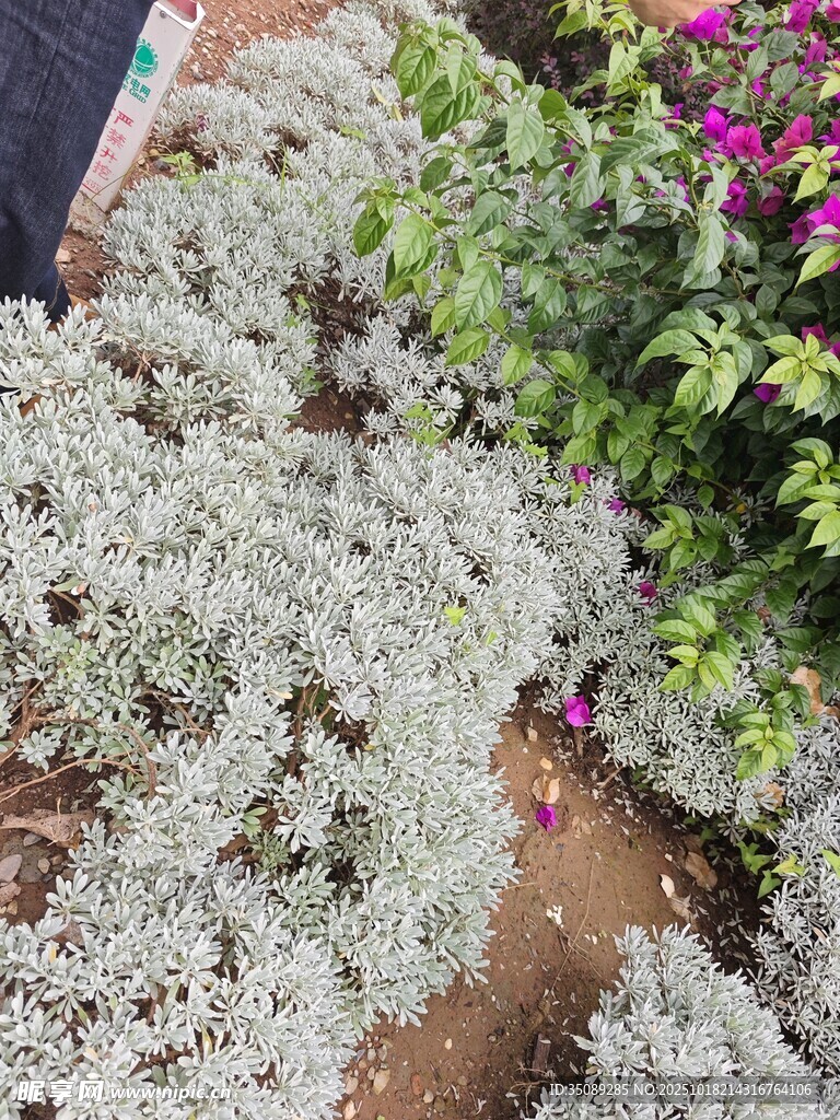 银叶植物与多彩花卉搭配