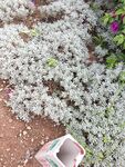 白色花卉与彩色花盆景观
