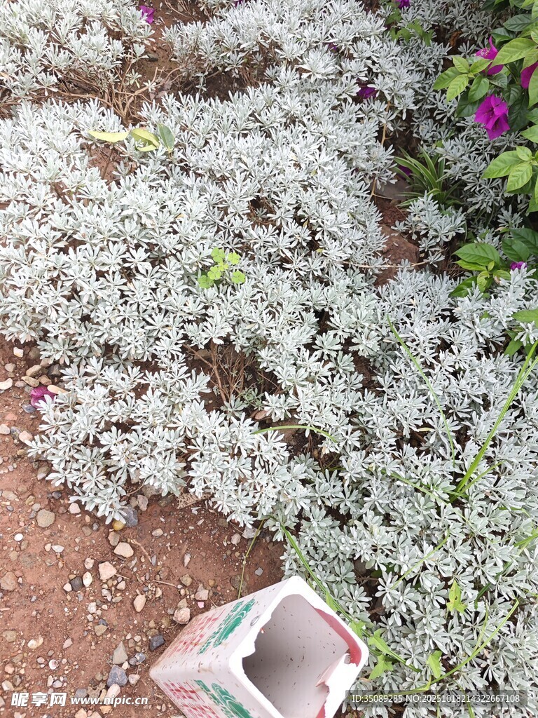 白色花卉与彩色花盆景观