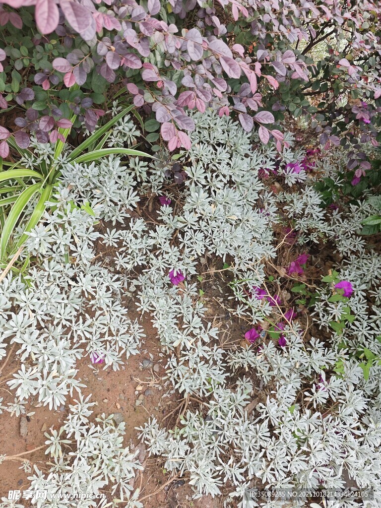 多彩花卉植物景观