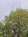 雾中绿树