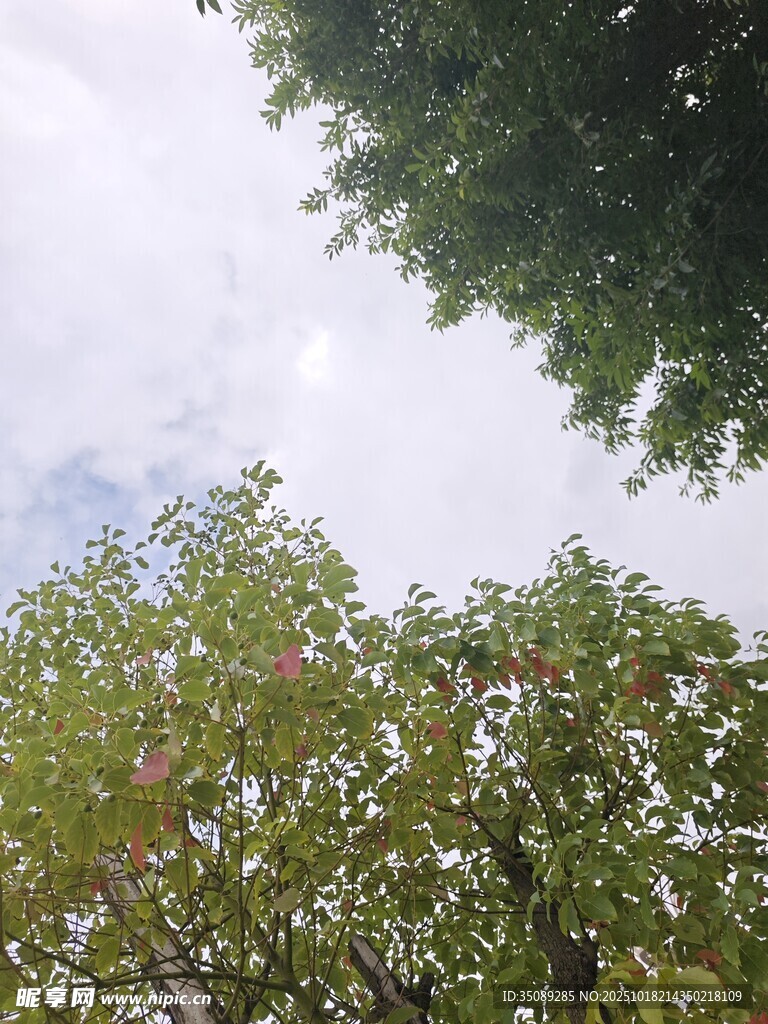 仰视绿树蓝天美景