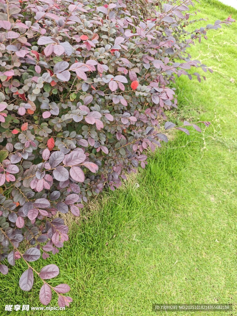 紫叶灌木旁的翠绿草坪