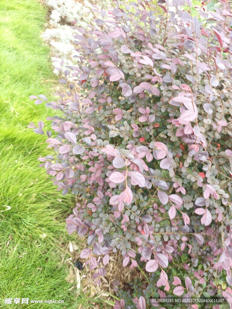 紫色花卉与绿色草地景观