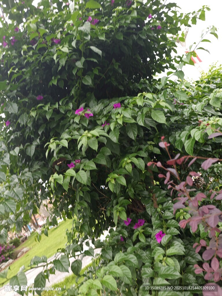 繁茂绿植与娇艳花朵