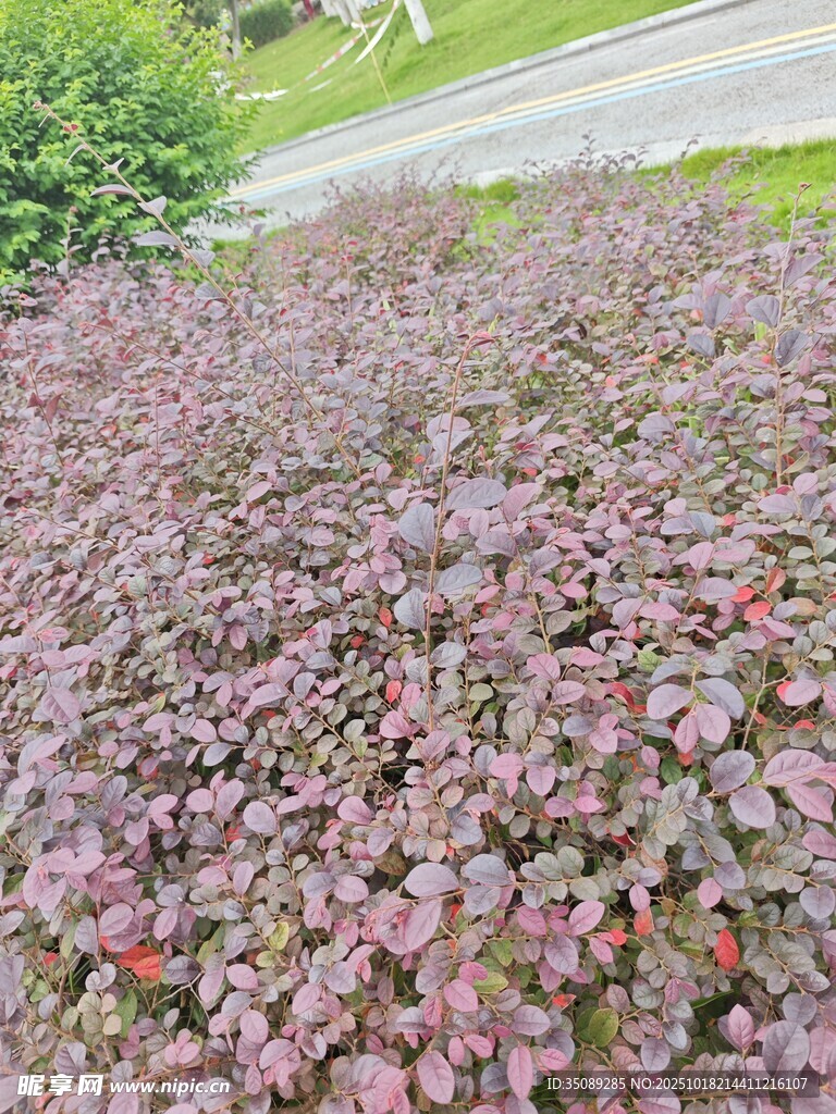 粉色地被植物景观