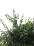 蓬勃生长的翠绿藤蔓植物